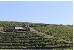 Trail Des Vendanges